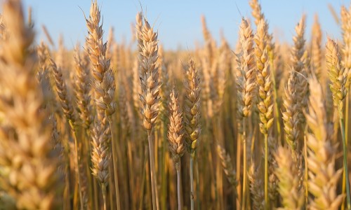 眼科用药类别怎么填、眼科基本药物目录 -眼科用药类别网